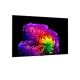 Televizorius LG OLED83G61LW